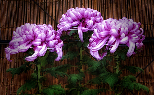 Chrysanthamum