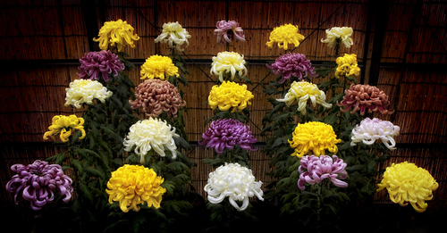 Chrysanthamum 2