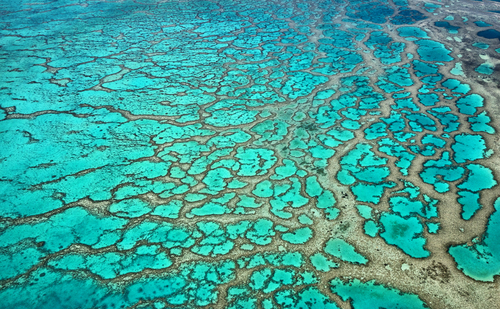 Coral Reef Lattice 