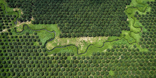 Oil palm plantation 