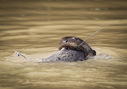 fishing a big fish