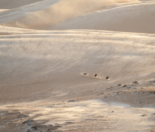 Animals at Dunas do Rosado