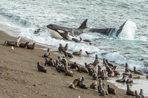 Orca Attack
