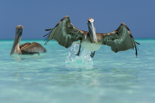 Brown Pelicans