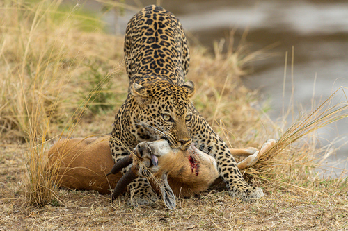 Leopard