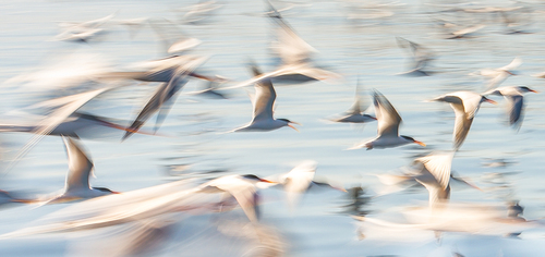 Elegant Tern Fly By