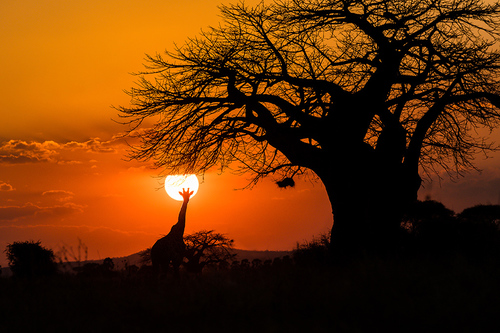 Giraffe Sunset