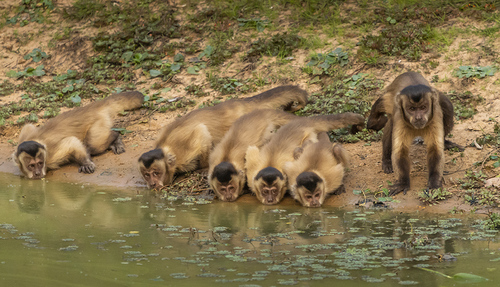 Hooded Capuchin Monkeys