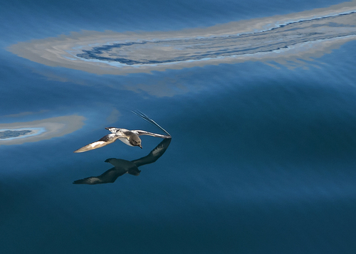 Stiff Winged Glide
