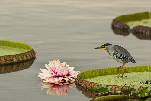 Striated Heron Fishing