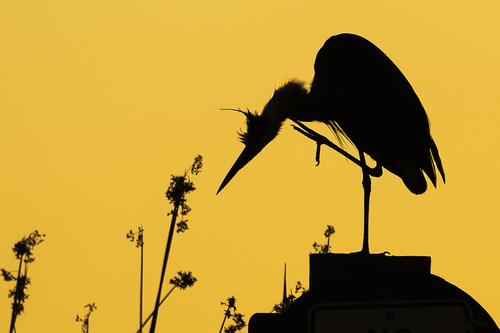 Great Blue Heron Sunset