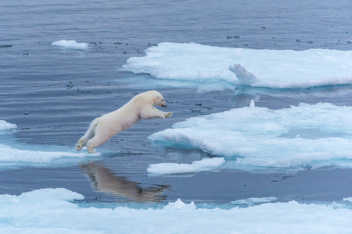Polar Bear