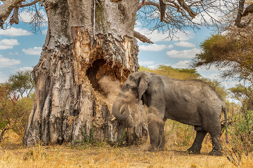 Baobab for dinner? 