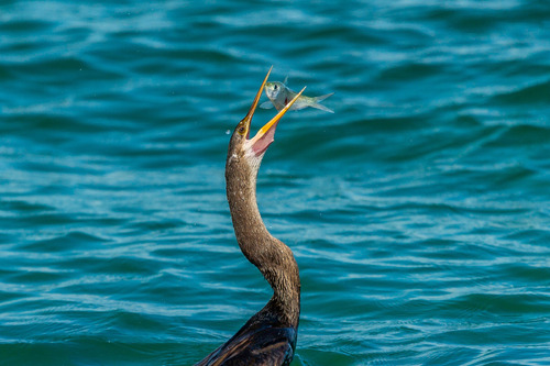 Anhinga tossing Fish
