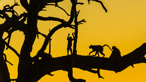 Baboon Sunset