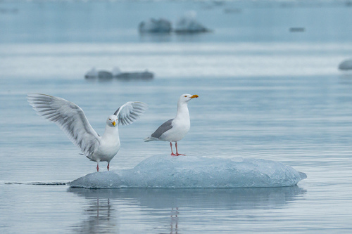 Glaucous Gulls