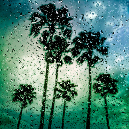 Palm Trees 4, Sarasota