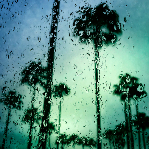 Palm Trees 3, Sarasota