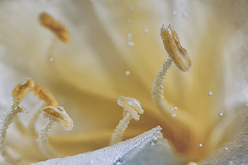 Unfurling