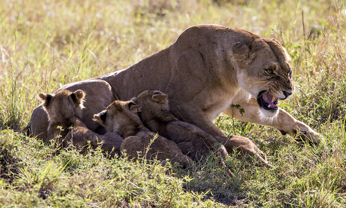 Gong-Bencai_Feeding
