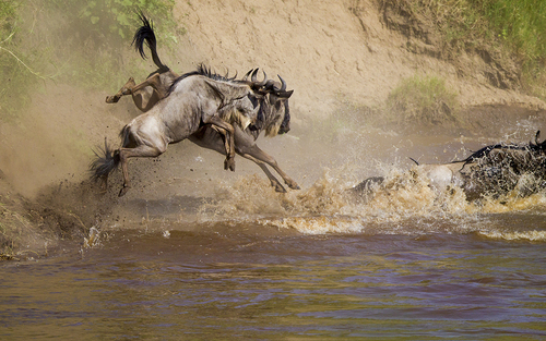 gong-bencai_jumping