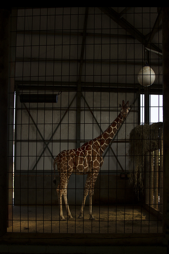 Giraffe