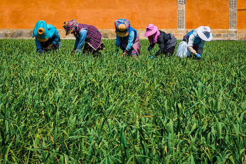 The Harvesters