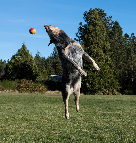 Bella Jumps