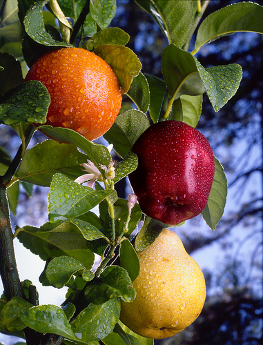 Fruits