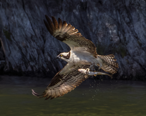 osprey fishing