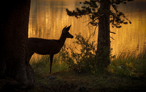 Deer at lake side