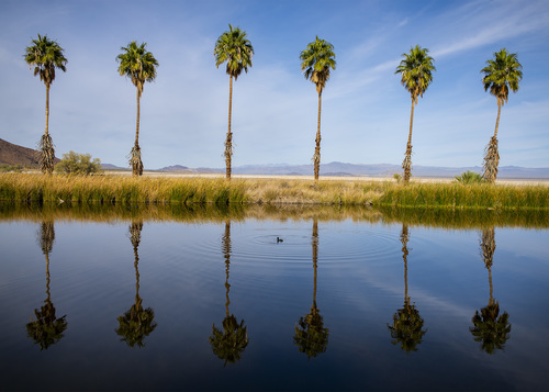 Oasis