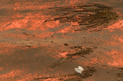 Big Sur Wildfire Light and Egret on Kelp