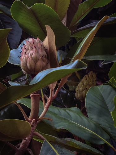 Botanical