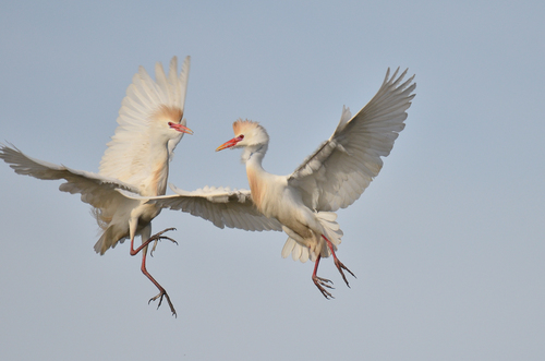 Bird Squabble