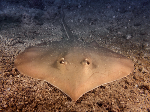 Stingray