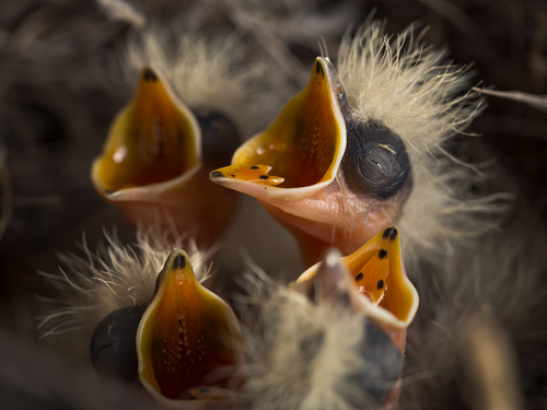 New Born (1)