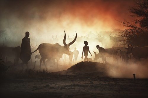 Mundari cattle camp