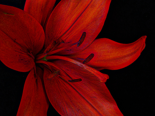Brilliant in Red
