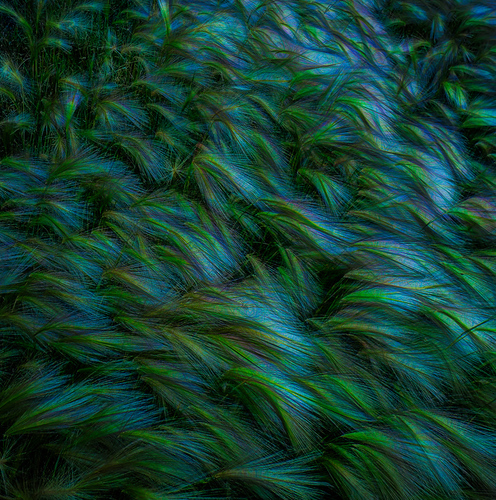 Swaying Fox Tail