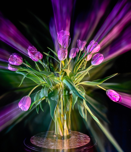 Tulips