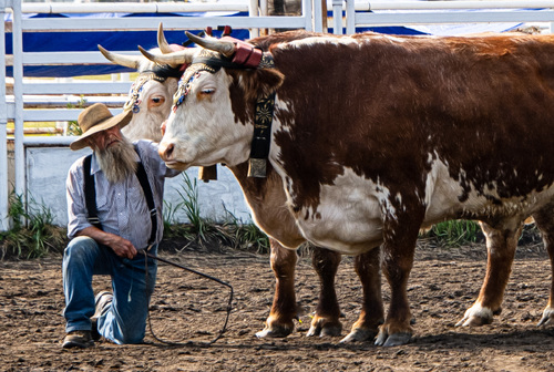 Old Timer with his Oxen