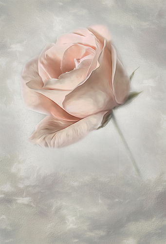Blush