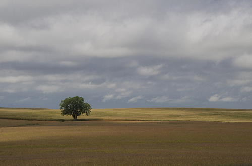 All By Its Lonesome