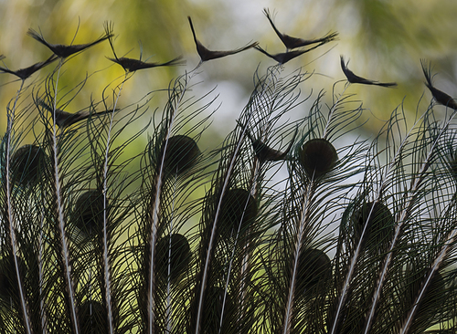 Bird Tales