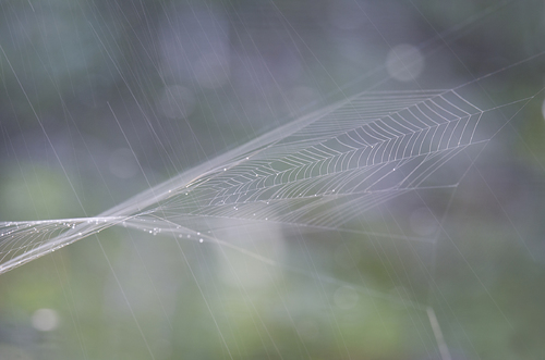Whispers of Rain