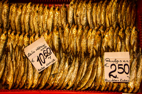 Gold Fish