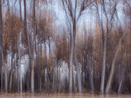Cottonwood trees blurred
