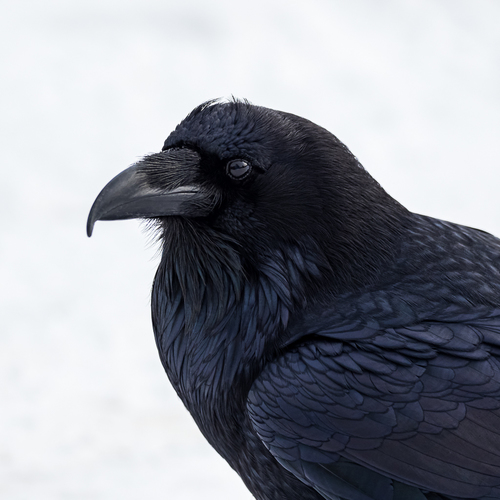 Raven 