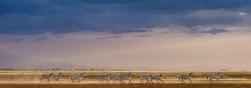 Zebras Running